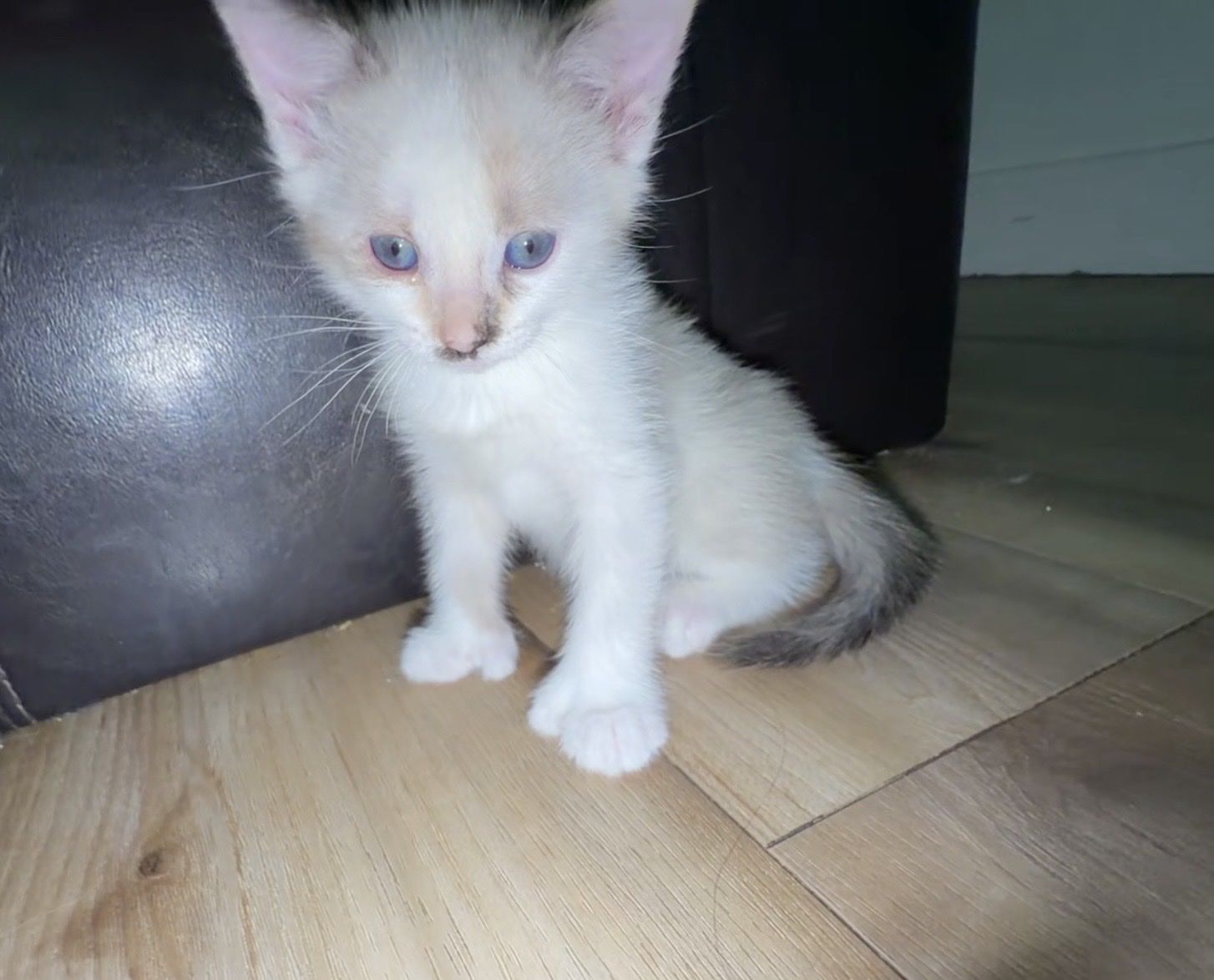 Female kittens