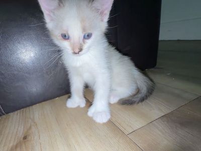 Female kittens