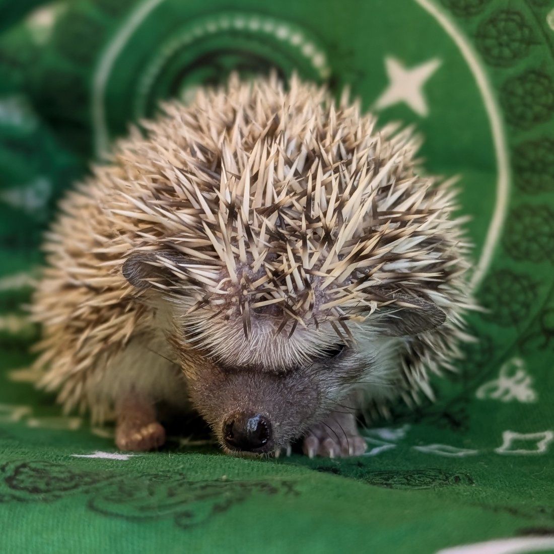 Baby Male Hedgehog " Traeger"