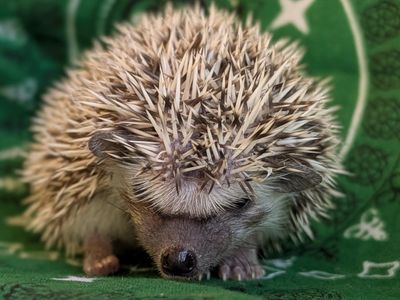 Baby Male Hedgehog " Traeger"