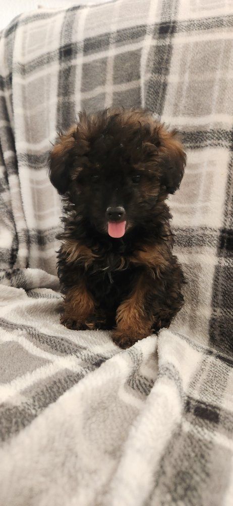 toy poodle puppies