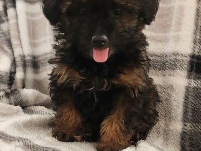 toy poodle puppies