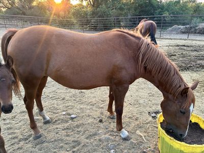Aqha mare in foal for 2027