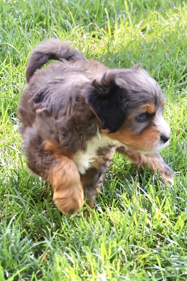 Bernedoodle