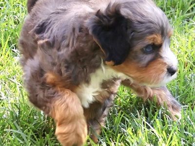 Bernedoodle