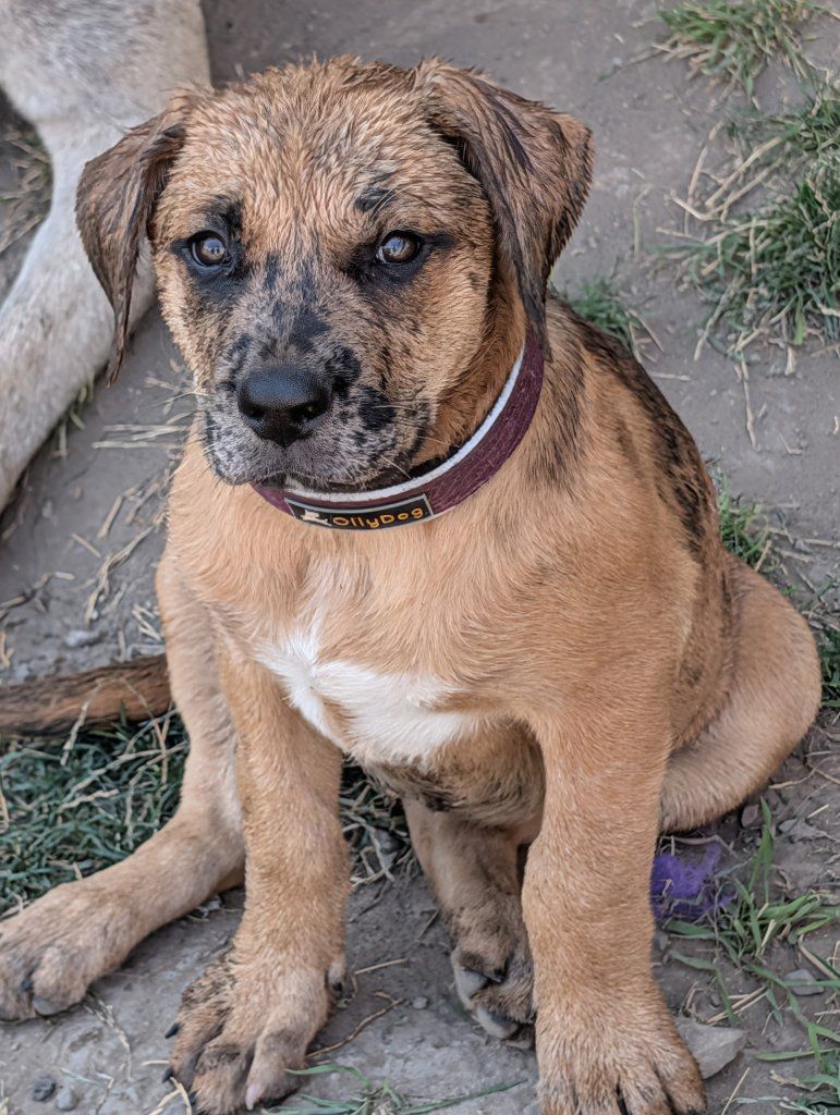 Mastiff Mix Puppies