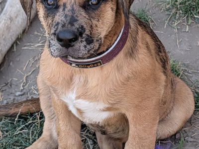 Mastiff Mix Puppies