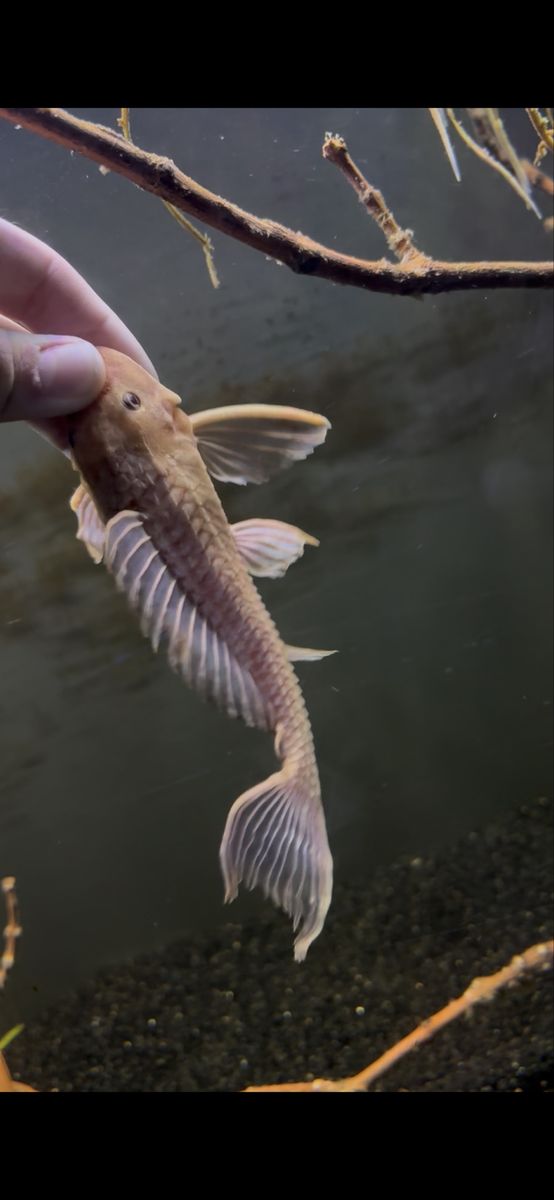 caramel common pleco