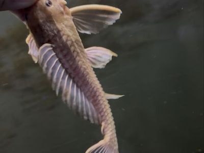 caramel common pleco