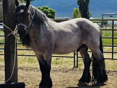 Full Draft Standing At Stud