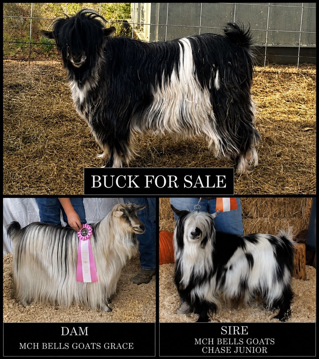 Mini Silky Fainting Goats