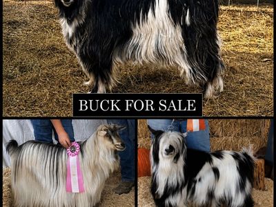 Mini Silky Fainting Goats