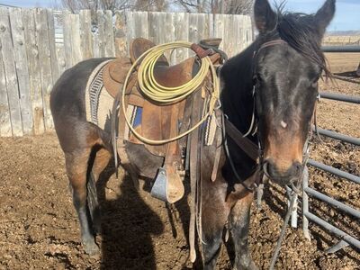 3 Year Old Gelding