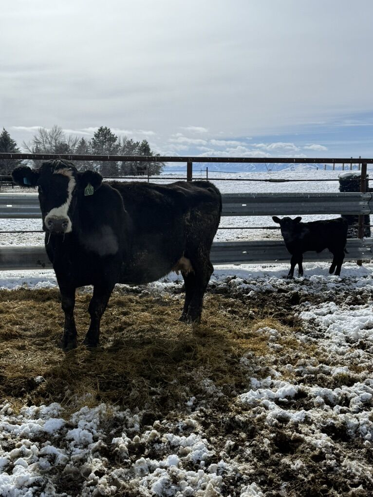 Smooth Mouth Beef Pair.