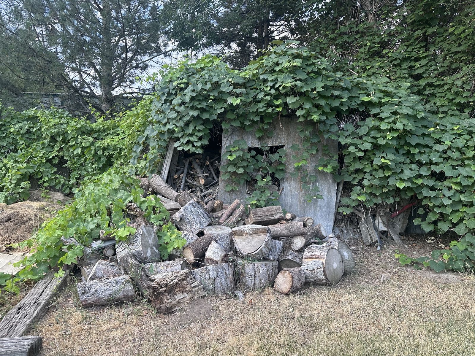 Firewood