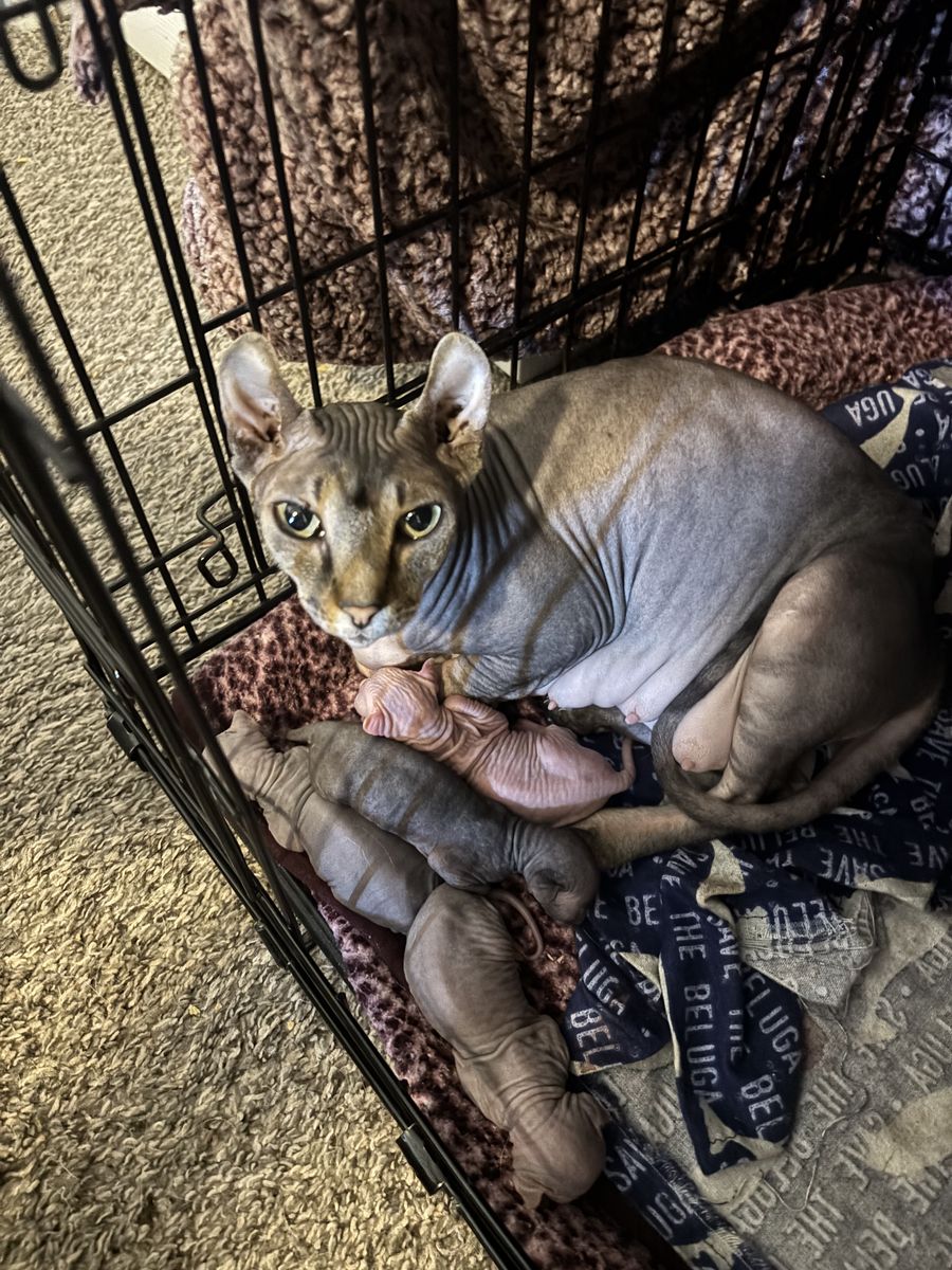 Sphynx Kittens