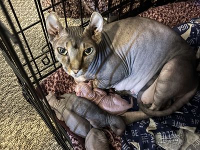 Sphynx Kittens