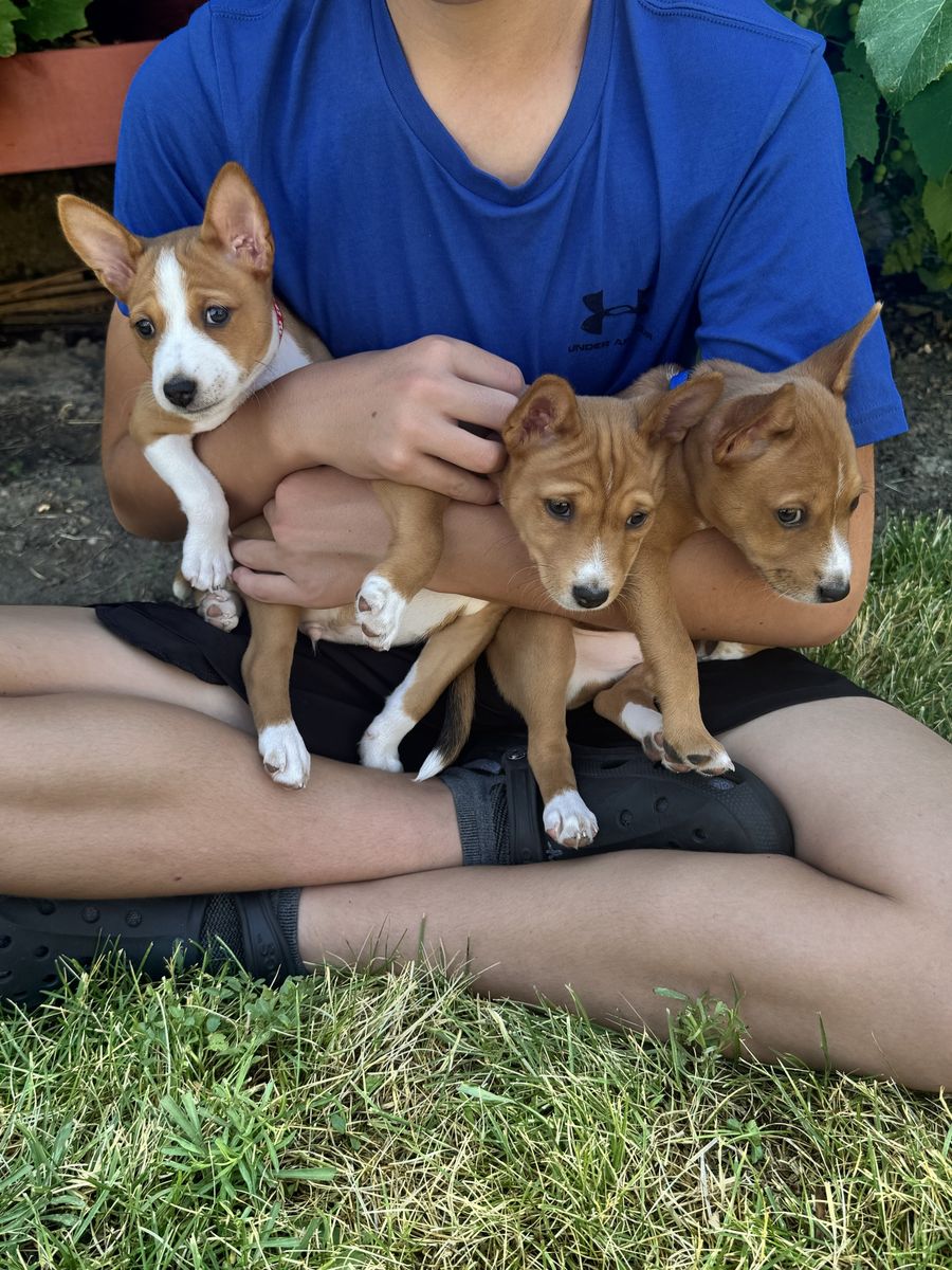 AKC Basenji Puppies