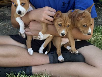 AKC Basenji Puppies