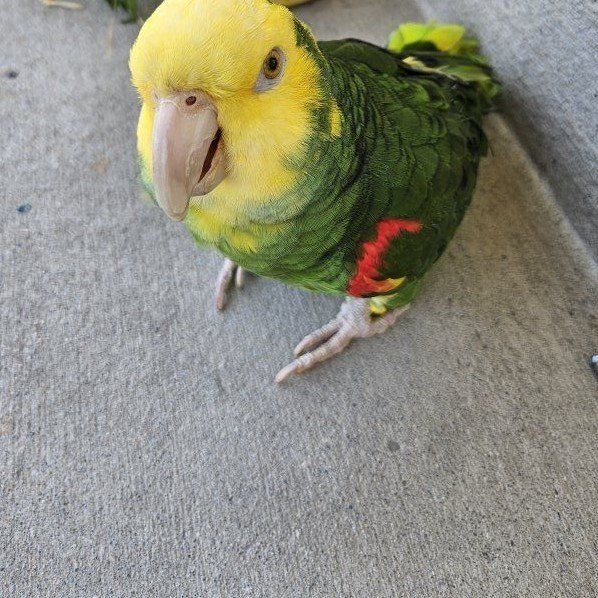 looking to adopt a amazon parrot