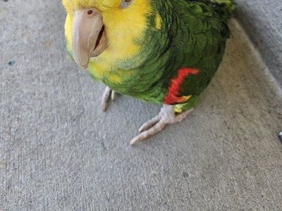 looking to adopt a amazon parrot