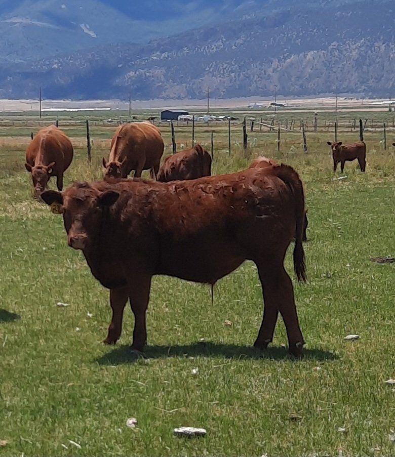Red Angus Steer