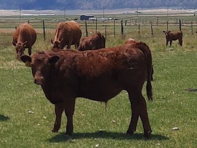 Red Angus Steer