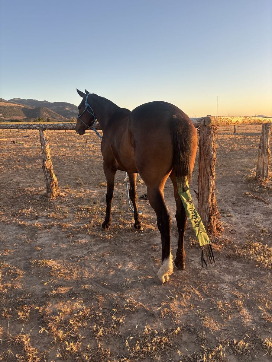 3 year old thoroughbred gelding
