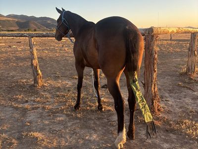 3 year old thoroughbred gelding