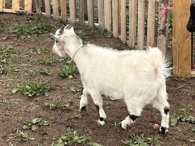 Pigmy Billie/ could be wethered