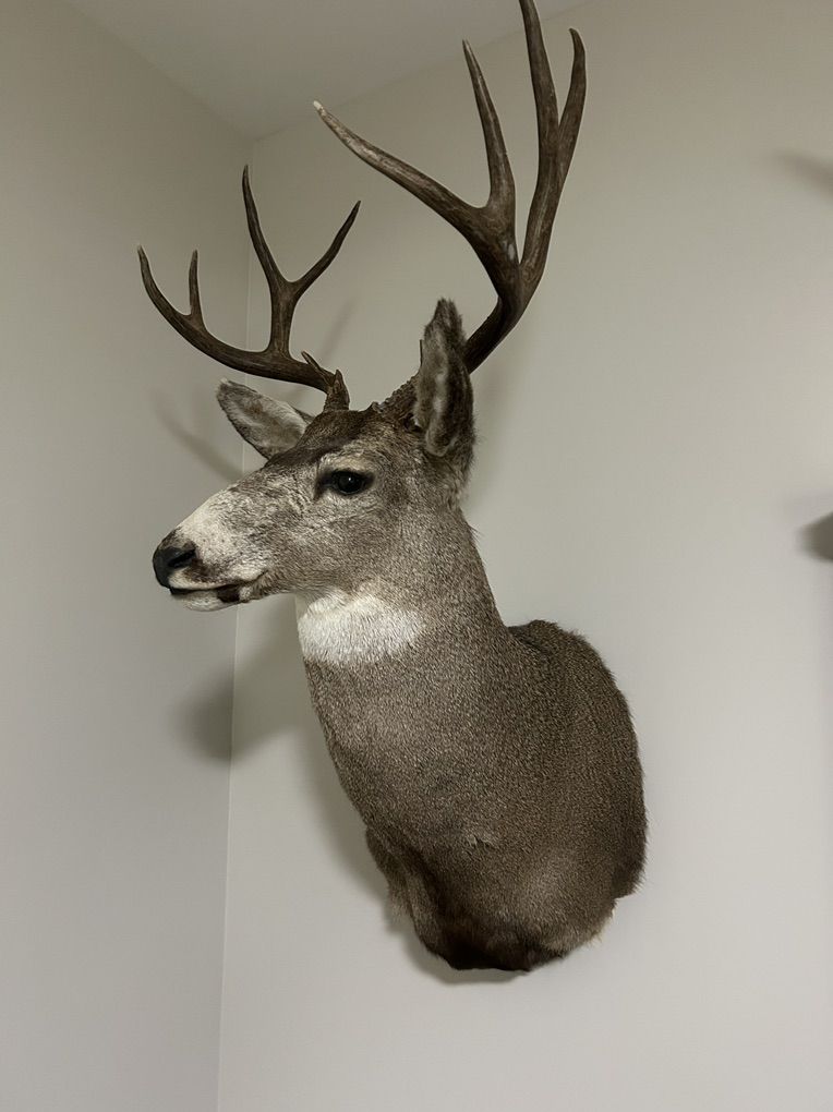 Mule Deer Mount