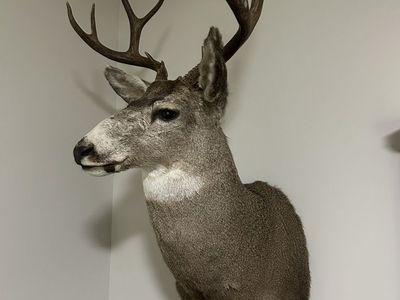 Mule Deer Mount