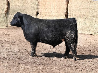SimAngus Bulls for Sale