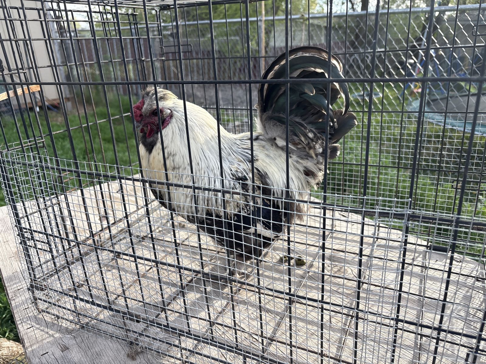 Free Rooster