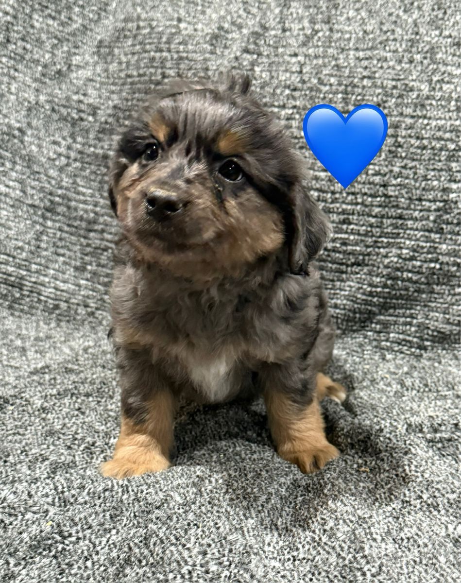 F1B MinI Aussiedoodle Puppies!
