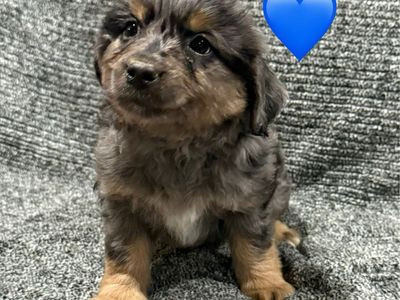 F1B MinI Aussiedoodle Puppies!