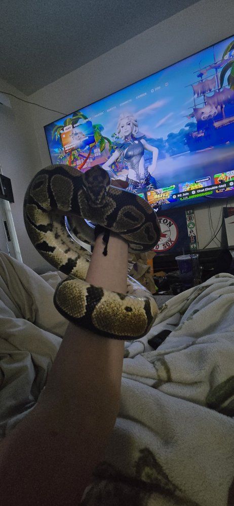 Ball Python and Tank Setup