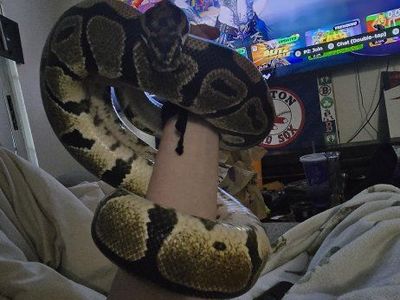 Ball Python and Tank Setup