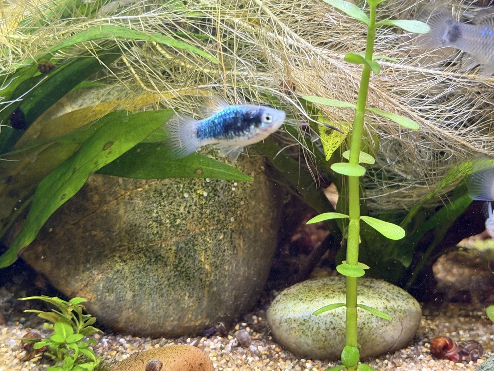 Baby platy fish