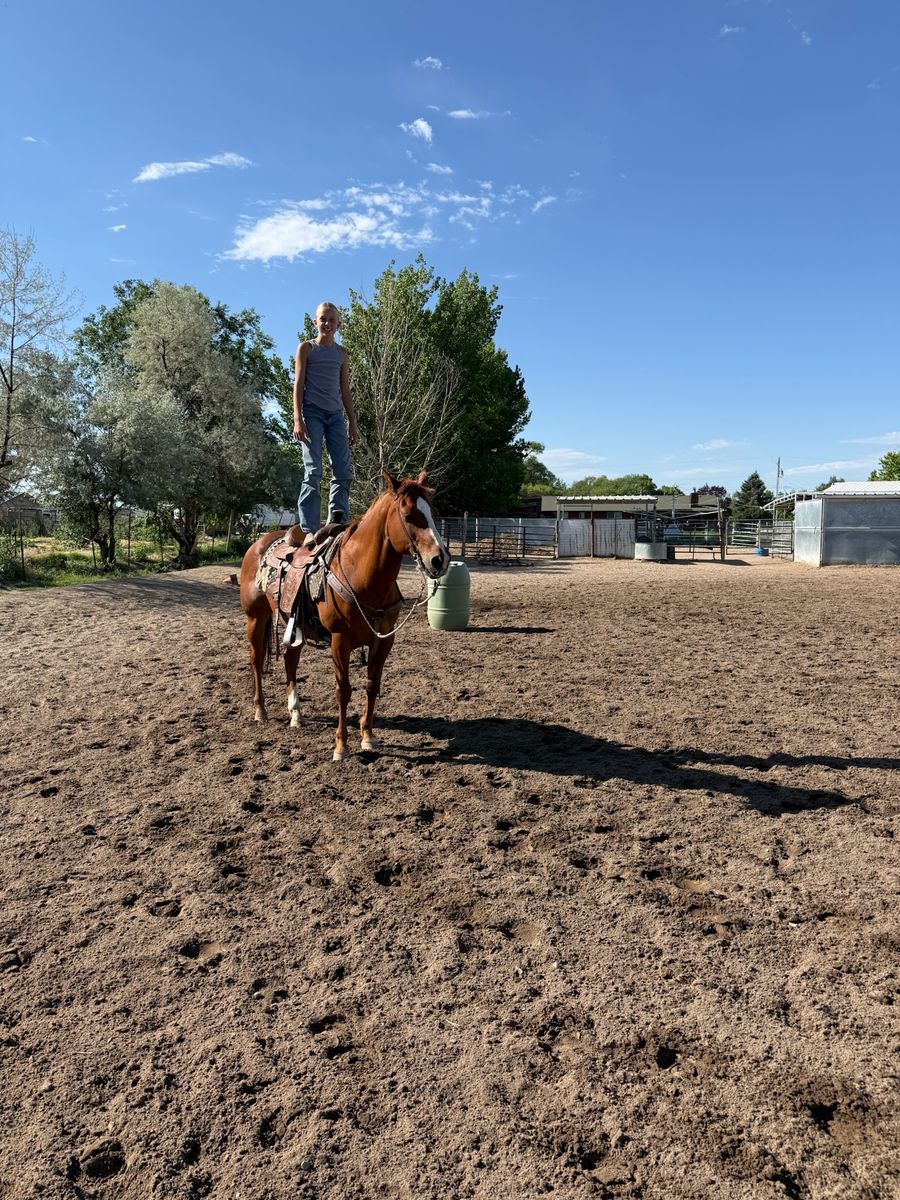 AQHA Registered Sorrel Gelding