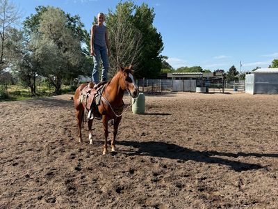 AQHA Registered Sorrel Gelding
