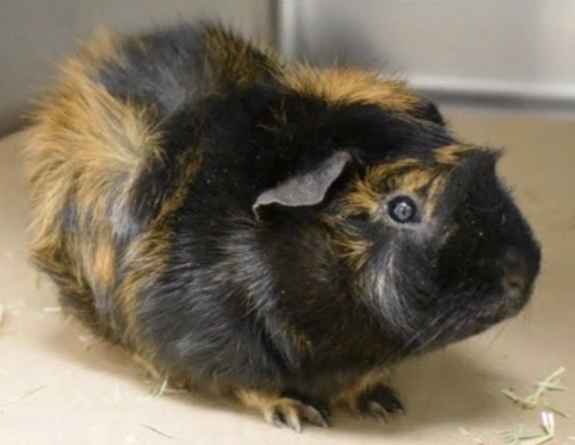 Guinea pigs bonded pair