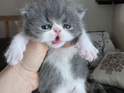 Purebred Persian kittens (4 girls, 4 boys)