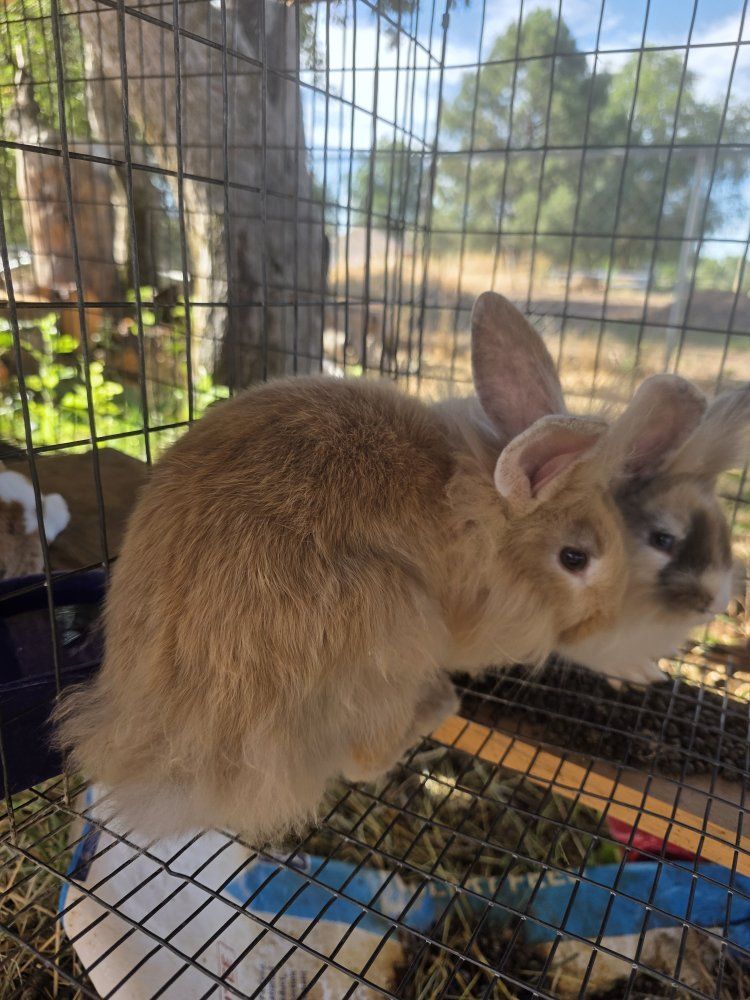 lionhead/rex mix rabbit