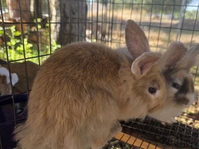 lionhead/rex mix rabbit