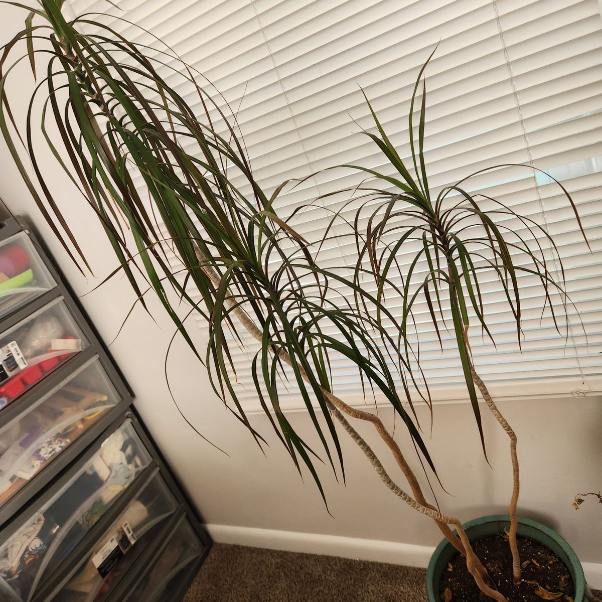 5 foot plant dragon tree plant Large Teal & Rust Glazed Ceramic Planter Pot