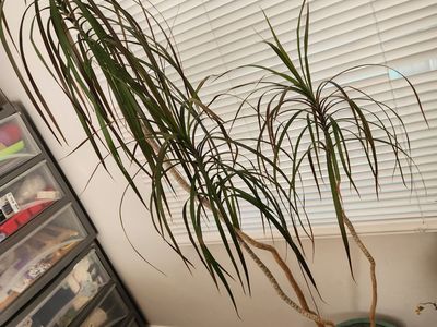 5 foot plant dragon tree plant Large Teal & Rust Glazed Ceramic Planter Pot