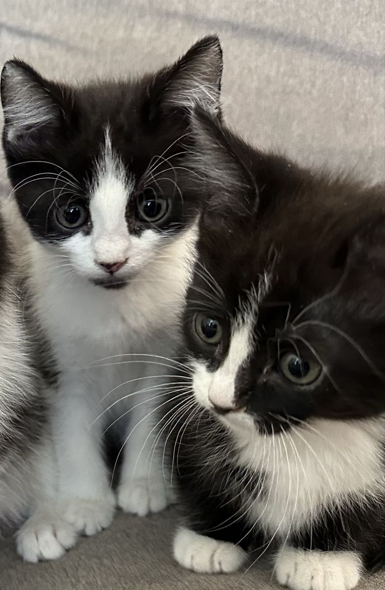 2 Kittens ready for a new home!
