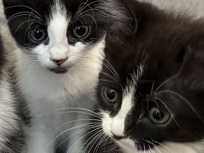2 Kittens ready for a new home!