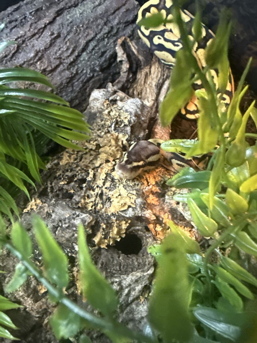 Juvenile ball python 